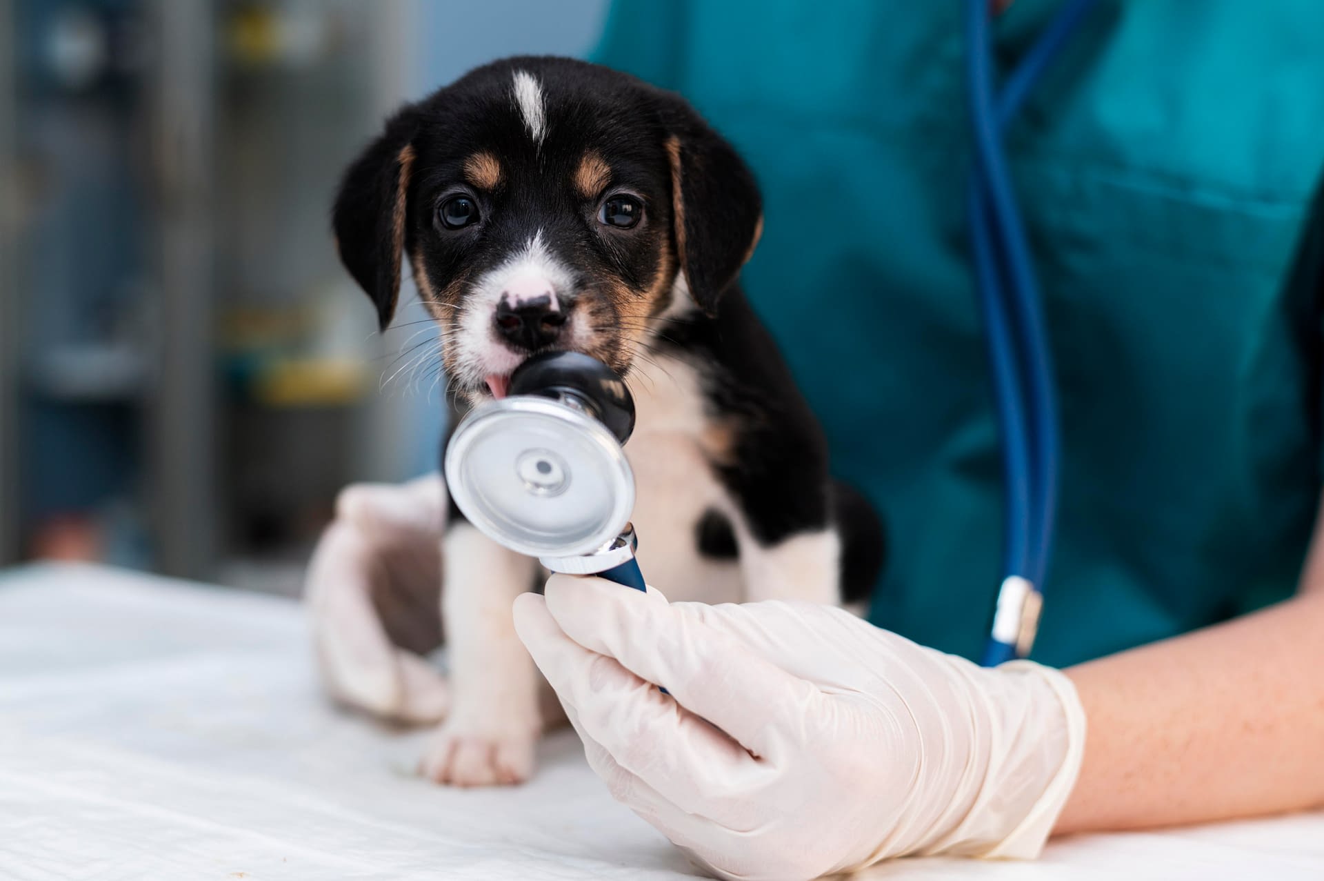 Veterinário em atendimento